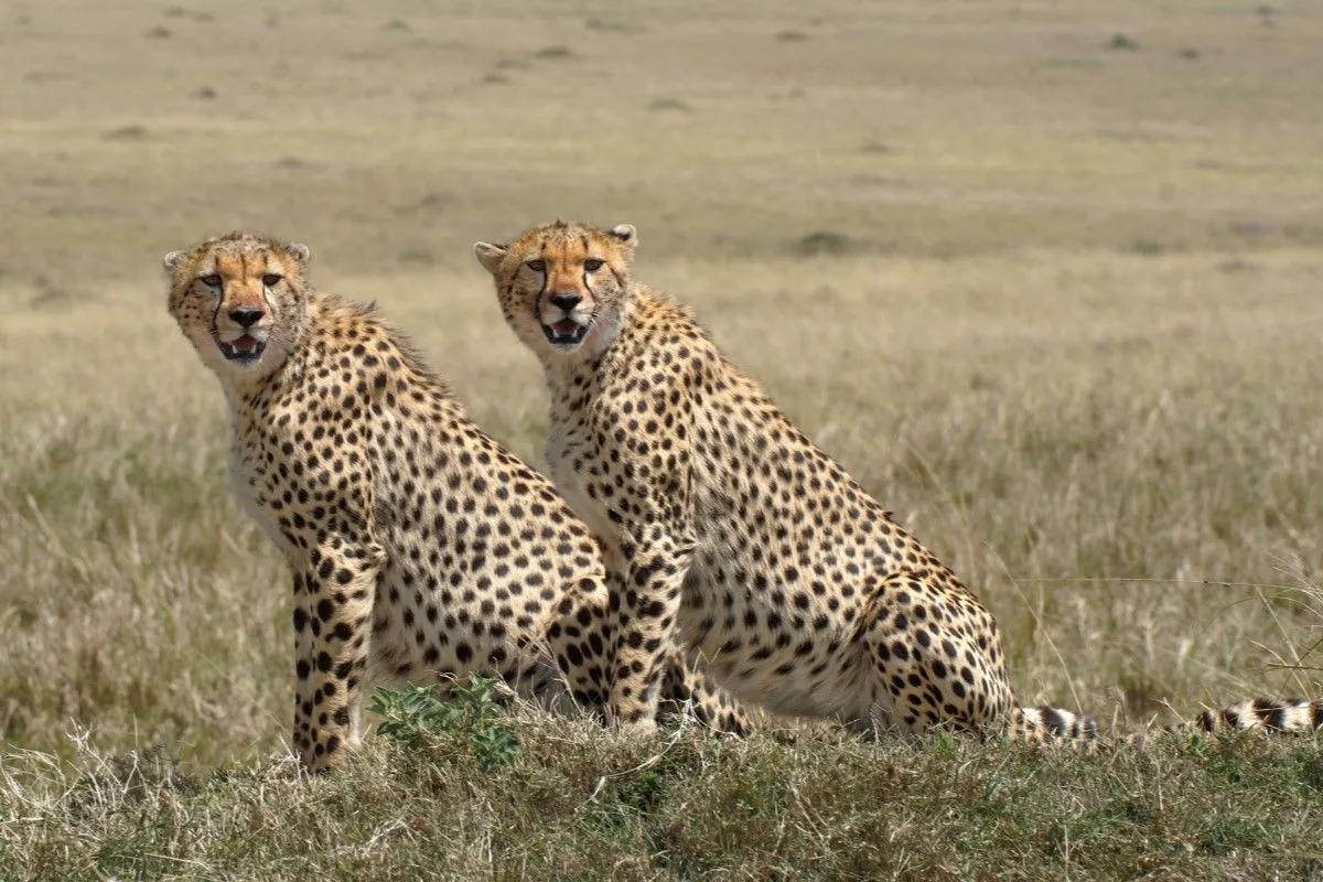7 Days Masai Mara Nakuru Naivasha Amboseli safari